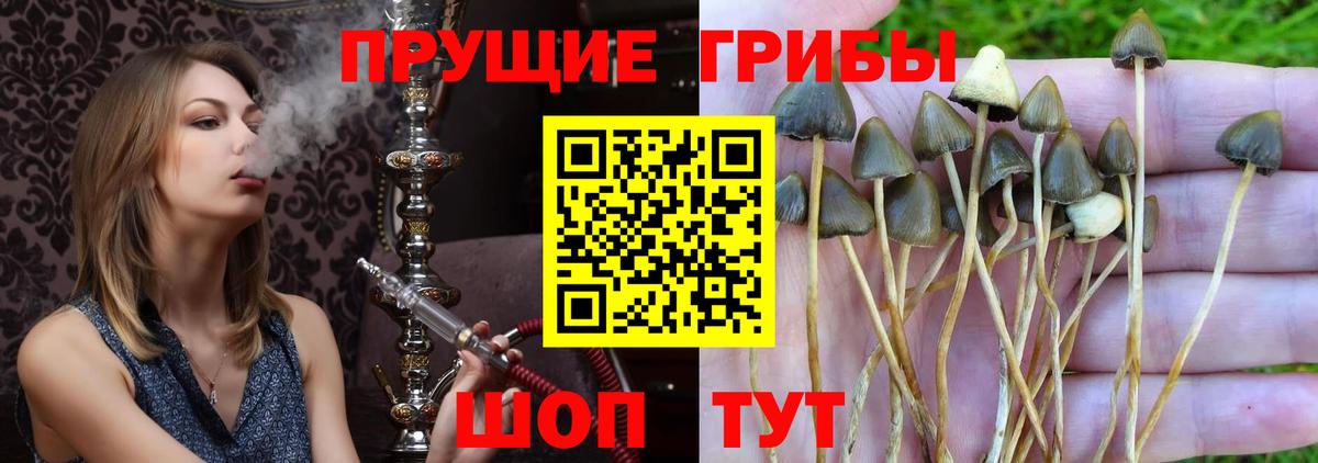 Унеча  Галлюциногенные грибы мухоморы  Вход с VPN  Галлюциногенные грибы Psilocybe 